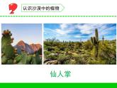 三年級(jí)下冊(cè)科學(xué)6沙漠中的植物教學(xué)課件（蘇教版）