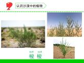 三年级下册科学6沙漠中的植物教学课件（苏教版）