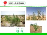 三年級(jí)下冊(cè)科學(xué)6沙漠中的植物教學(xué)課件（蘇教版）