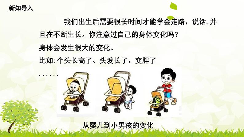 2.5《发现生长》课件第4页