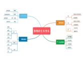 四年级下 第一单元 植物与生长课件PPT