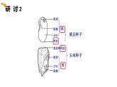 四年級(jí)下 第一單元 植物與生長課件PPT