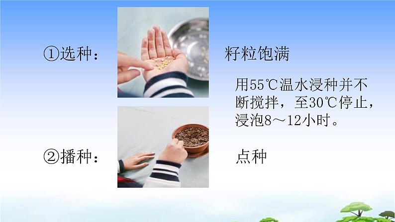 13.《种辣椒》教学课件第7页