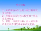 17.《养蚕》教学课件
