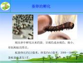 17.《养蚕》教学课件