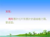 23.《生物的启示》教学课件