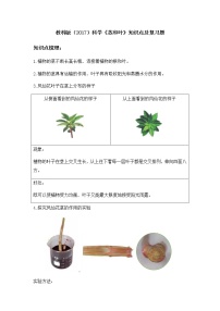 科学四年级下册4.茎和叶一课一练