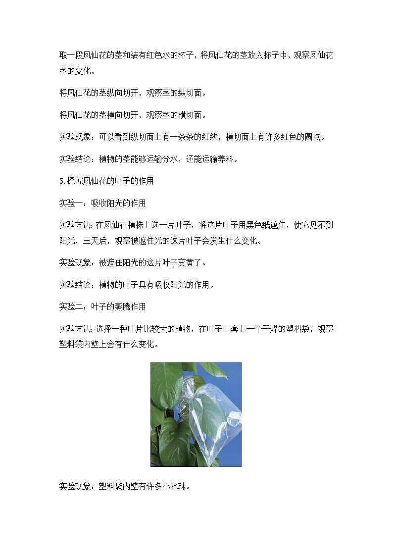 教科版（2017）科学《茎和叶》知识点及复习题（含答案）02