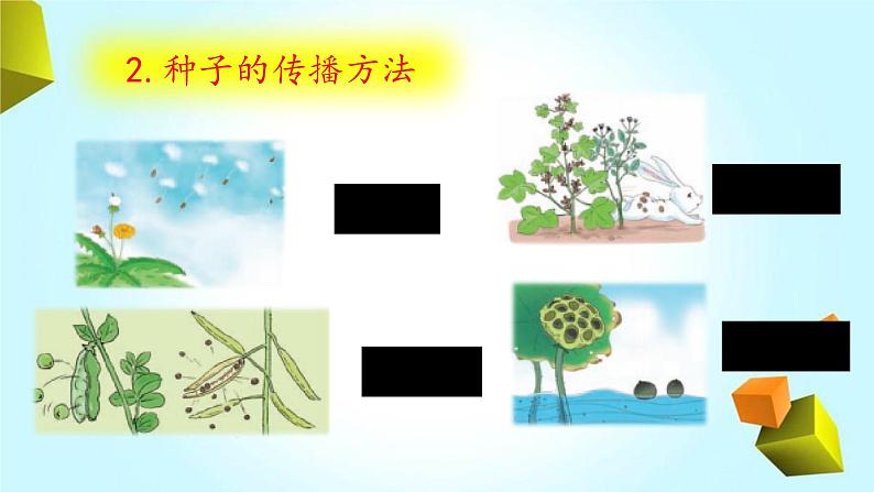 大象版小学三年级科学下册3.5硕果累累教学PPT课件08