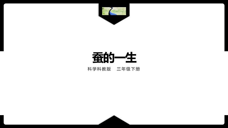 教科版科学三年级2.6《蚕的一生》课件+教案+视频01