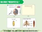 教科版科学三年级2.6《蚕的一生》课件+教案+视频