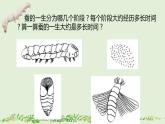 教科版科学三年级2.6《蚕的一生》课件+教案+视频