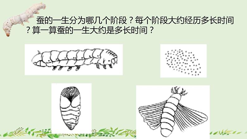 教科版科学三年级2.6《蚕的一生》课件+教案+视频04