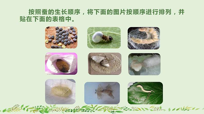 教科版科学三年级2.6《蚕的一生》课件+教案+视频06