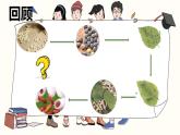 教科版科学三年级2.5《茧中钻除了蚕蛾》课件+教案+视频