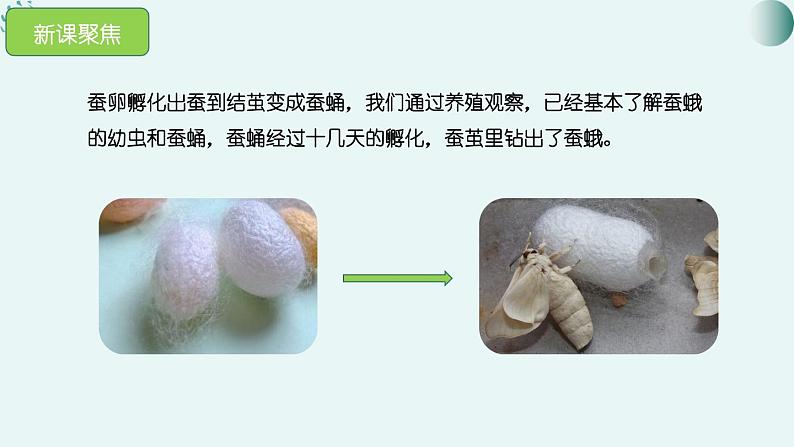 教科版科学三年级2.5《茧中钻除了蚕蛾》课件+教案+视频03