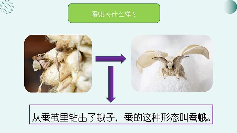 教科版科学三年级2.5《茧中钻除了蚕蛾》课件+教案+视频04