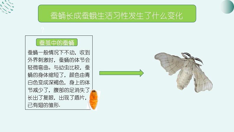 教科版科学三年级2.5《茧中钻除了蚕蛾》课件+教案+视频05