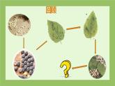 教科版科学三年级2.4《蚕变了新模样》课件+教案+视频