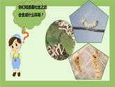 教科版科学三年级2.4《蚕变了新模样》课件+教案+视频