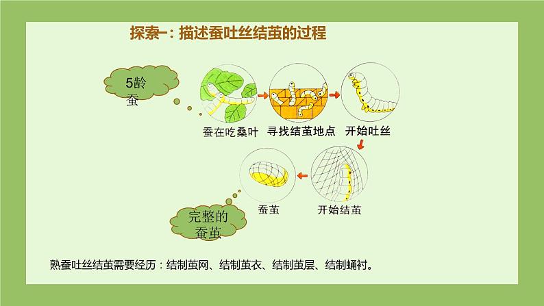 教科版科学三年级2.4《蚕变了新模样》课件+教案+视频07