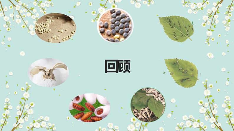 2.7《动物的繁殖》课件第1页