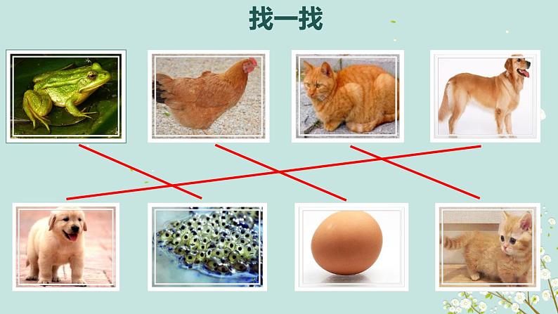 2.7《动物的繁殖》课件第3页