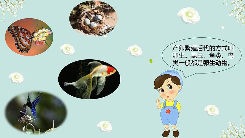 2.7《动物的繁殖》课件第5页