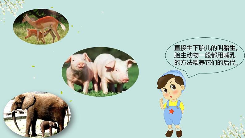 2.7《动物的繁殖》课件第7页