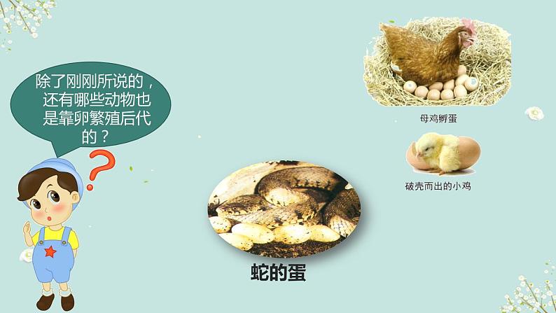 2.7《动物的繁殖》课件第8页