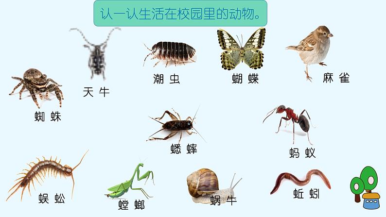 教科版科学一年级2.2《校园里的动物》课件+教案06