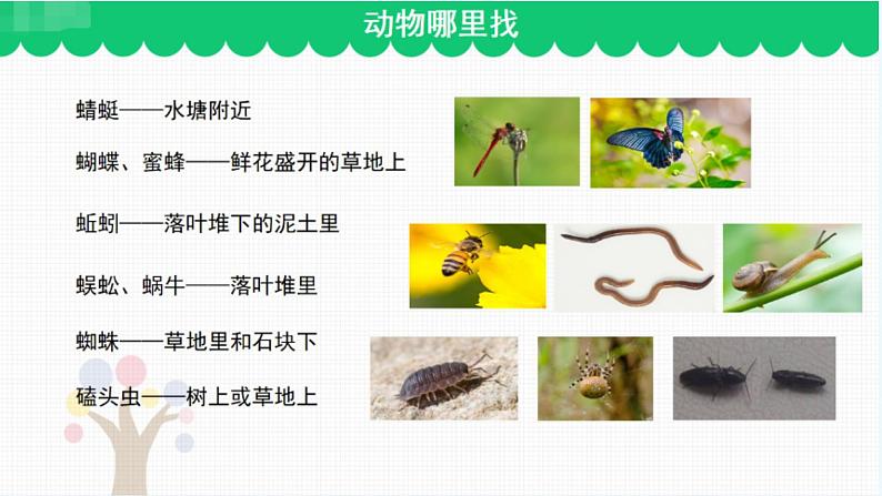 教科版科学一年级2.2《校园里的动物》课件+教案07