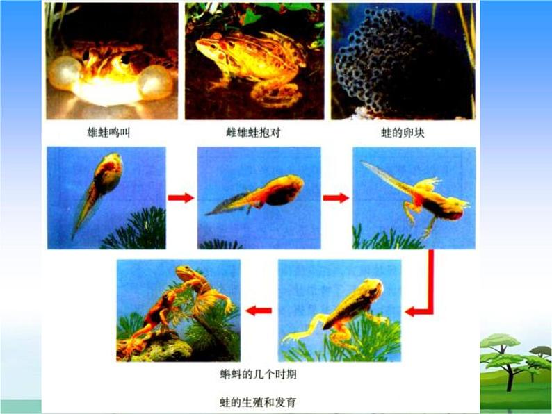 7.小动物找妈妈教学课件第4页