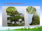 11.我们周围的植物教学课件
