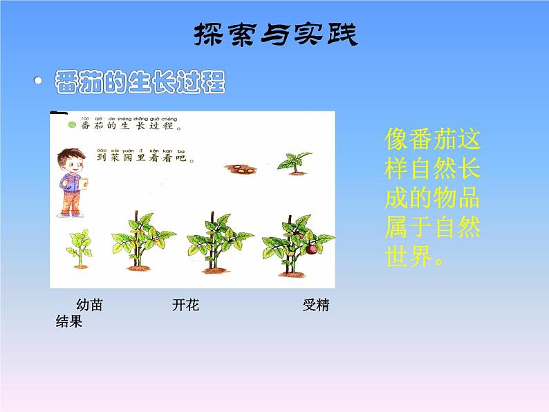 15.番茄与番茄酱教学课件第4页