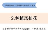 教科版科学四年级下册1-2《种植凤仙花》课件+教案+素材