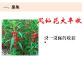 教科版科学四年级下册1-8《凤仙花的一生》课件+教案+素材