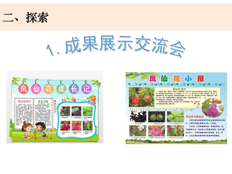 教科版科学四年级下册1-8《凤仙花的一生》课件+教案+素材03