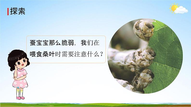 教科版三年级科学下册《蚕长大了》课堂教学课件PPT第7页