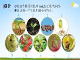 教科版四年级科学下册《凤仙花的一生》课堂教学课件PPT