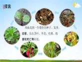 教科版四年级科学下册《凤仙花的一生》课堂教学课件PPT