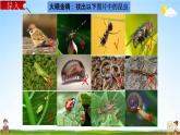 教科版六年级科学下册《放大镜下的昆虫世界》授课教学课件PPT