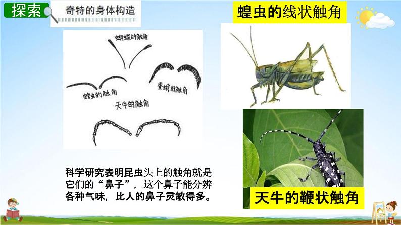 教科版六年级科学下册《放大镜下的昆虫世界》授课教学课件PPT第8页