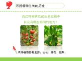 苏教版三年级下册科学4.植物结果了（第一、二课时）课件+教案+素材+实验记录单