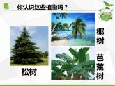 苏教版三年级下册科学5.不同环境里的植物（课件+教案+素材+实验记录单