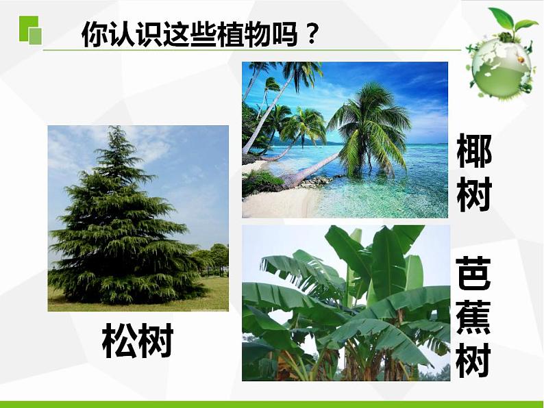 5.不同环境里的植物（江苏  陆新丽）第3页