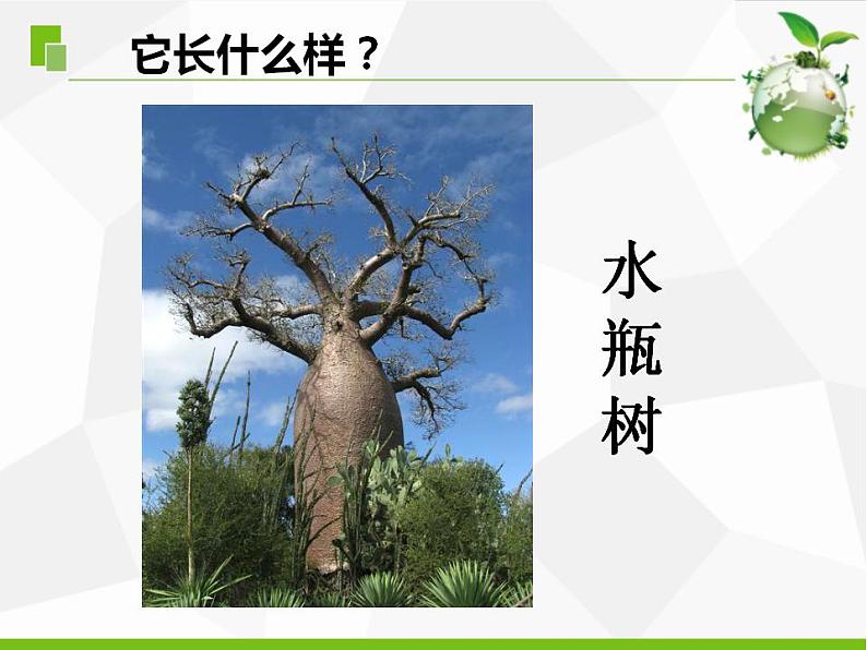 苏教版三年级下册科学5.不同环境里的植物（课件+教案+素材+实验记录单04