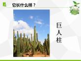 苏教版三年级下册科学5.不同环境里的植物（课件+教案+素材+实验记录单