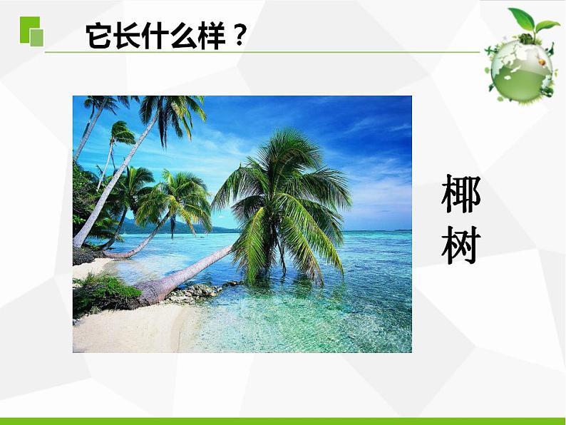 苏教版三年级下册科学5.不同环境里的植物（课件+教案+素材+实验记录单06