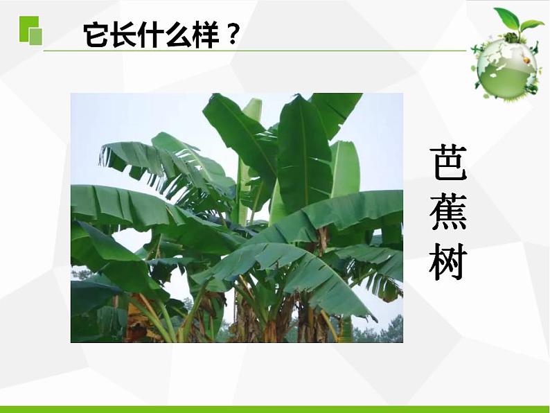 5.不同环境里的植物（江苏  陆新丽）第7页